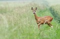 Cette chevrette vient de sortir des blés où elle s'était remisée chevreuil, chevrette, arrêt, champ, blé 