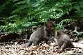 Jeux de renardeaux renard, renardeau 