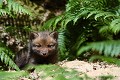 Renardeau devant son terrier renard, renardeau 