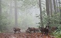 Compagnie de sangliers en fôrêt sanglier, laie, marcassin 