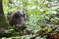 Sanglier au bord d'un chemin forestier sanglier 