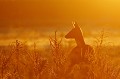 Septembre, cette chevrette est au gagnage au lever du soleil chevreuil, chevrette, contre-jour, soleil levant 