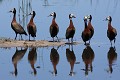 Botswana - Delta de l'Okavango  