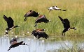 Botswana - Delta de l'Okavango  