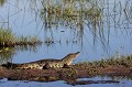 Botswana - Delta de l'Okavango  