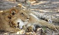 Botswana - Deux lionceaux dans le Delta de l'Okavango  