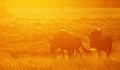 Botswana - Gnous au coucher du soleil dans le Delta de l'Okavango  