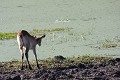 Botswana - Jeune Lechwé observant un crocodile sortant de l'eau dans le Delta de l'Okavango  