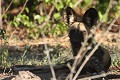 Botswana - Delta de l'Okavango  