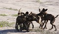 Botswana - De jeunes lycaons se saluent sur une piste du Delta de l'Okavango  