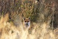 Renard roux en pelage d'hiver  