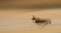 Botswana - Lycaon en chasse dans le Delta de l'Okavango  