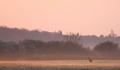 Au lever du soleil, un brocard scrute la plaine chevreuil, brocard 