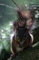 Ecureuil roux se chauffant le dos au soleil ! écureuil 