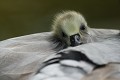 Jeune oie à tête barrée sous l'aile de sa mère oie à tête barrée, oison 