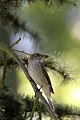 Gobe-mouche gris et sa prise gobe-mouche gris 