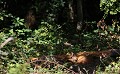 En milieu de journée, cette chevrette a gagné la fraîcheur du sous-bois pour un petit somme chevreuil, chevrette 
