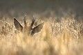 Au coucher du soleil, un brocard adulte au gagnage dans les blés chevreuil, brocard 