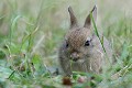 Un très jeune lapin de Garenne prenait son repas dans les herbes  
