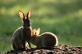 Lapins de garenne se réchauffant au soleil lapin de garenne, lapereau 