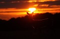 Jeune brocard au gagnage au coucher du soleil chevreuil, brocard 