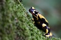  salamandre tachetée 