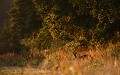 Chevrette au gagnage dans un carré de verdure au coucher du soleil chevreuil, chevrette 