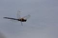 Libellule en vol stationnaire au-dessus de l'eau  