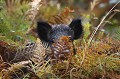 Sanglier surpris en plein repas dans les fougères sanglier 