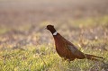 Une demi-heure avant le coucher du soleil, ce faisan est sorti de la forêt proche pour se nourrir dans un champ non encore labouré faisan de colchide 