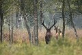 En forêt domaniale pendant le brame du cerf, un maître de place accompagne une biche et son jeune de l'année cerf, biche, brame 