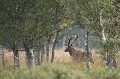 A la découverte du brame du cerf en forêt domaniale cerf, brame 