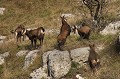 Invitation au jeu chamois, cabri 