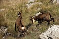 Esquive ! chamois, cabri 