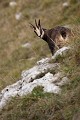 Après s'être restauré, ce chamois surveille les alentours chamois 