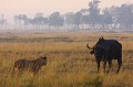 Au petit matin, face à face entre un buffle solitaire et un jeune lion plus curieux qu'affamé  