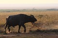 Pendant plusieurs minutes, les grands lionceaux de la troupe vont harceler le buffle, mais devant leur manque de détermination, le solitaire repartira sain et sauf  
