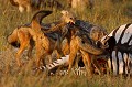 Dispute entre les chacals autour d'une carcasse de zèbre  