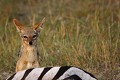 Portrait d'un chacal devant son repas  