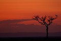 Grue couronnée sur son dortoir au coucher du soleil  