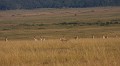 Des gazelles de Grant regardent passer la guéparde...elles ne seront pas au déjeuner du félin !  