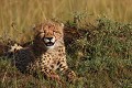 L'estomac bien rempli, ce jeune guépard profite de la douceur d 'une fin d'après-midi  