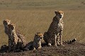 Une mère guéparde accompagnée de ses trois jeunes âgés de 7 à 8 mois environ  