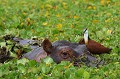 Hippopotame et Jacana dans une mare font plutôt ...bon ménage !  