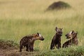 Fin de journée autour du terrier, les hyènes commencent à s'agiter  