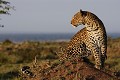 Léoparde perchée sur une termitière - Masai mara léopard 