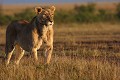 Cette lionne a une musculature particulièrement puissante  