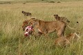 Chaque lionne part avec un morceau de la carcasse, il ne restera par grand chose pour les hyènes  