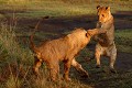 La petite lionne a pris de court son aîné !  