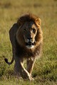 Ce lion est un nomade, il n'est pas encore établi sur un territoire avec une troupe  